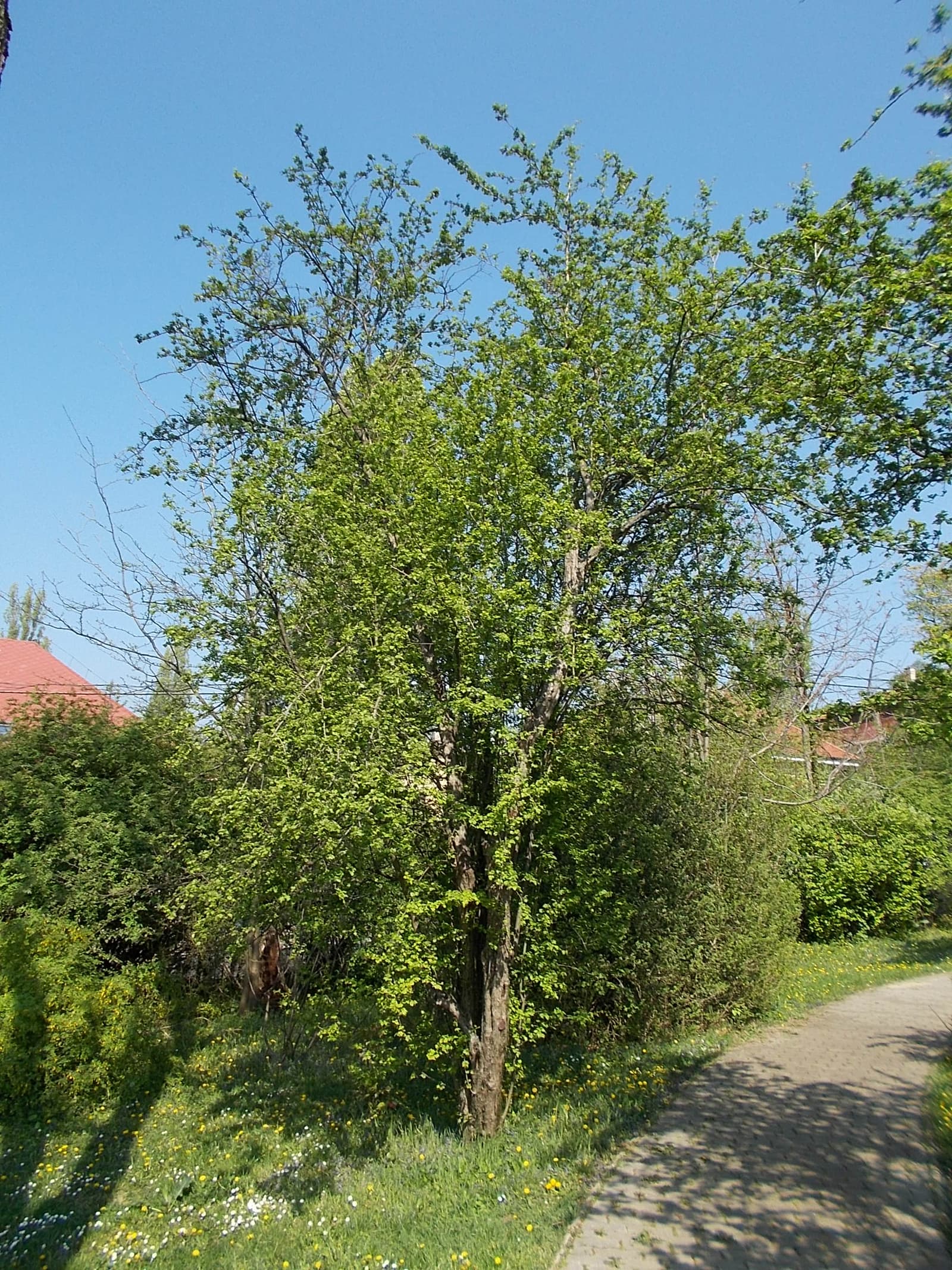 Pásztor János emlékmúzeum